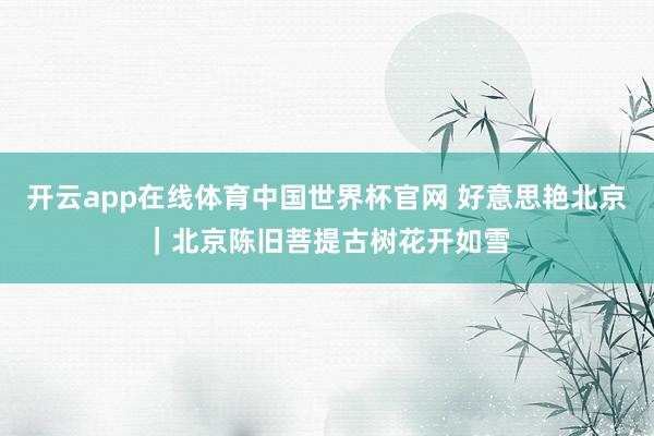开云app在线体育中国世界杯官网 好意思艳北京|北京陈旧菩提古树花开如雪
